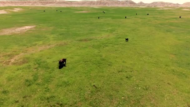 アメリカ合衆国サウスダコタ州の放牧牛の群れ サウス ダコタの風景です サウスダコタ州ブラック ヒルズ 航空写真ビュー — ストック動画