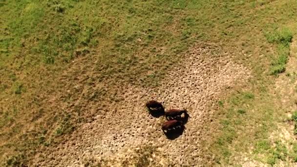 Troupeau de vaches broutant dans le Dakota du Sud, États-Unis. Paysage du Dakota du Sud. South Dakota Black HIlls. Vue aérienne  