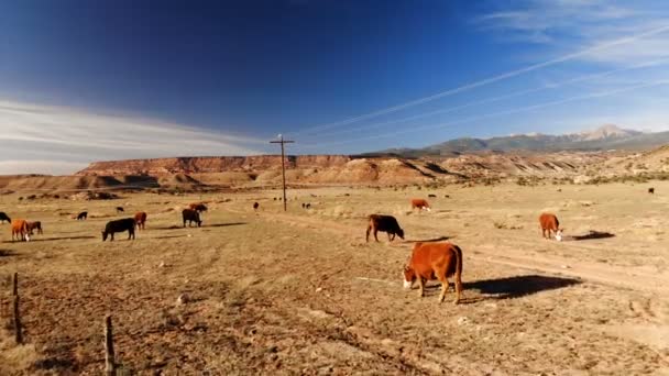 Kudde Koeien Grazen Utah Verenigde Staten Landelijke Landschap Van Utah — Stockvideo