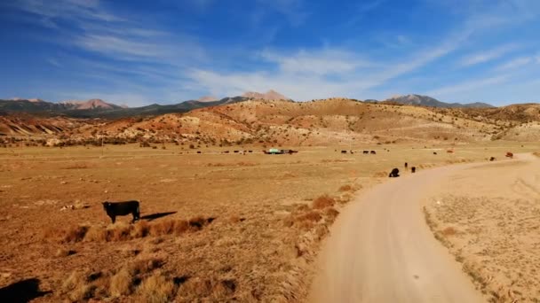 Herd Cows Grazing Utah United States Utah Rural Landscape Meadow — Stock Video