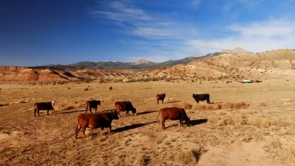 Manada Vacas Pastando Utah Estados Unidos Paisaje Rural Utah Meadow — Vídeos de Stock