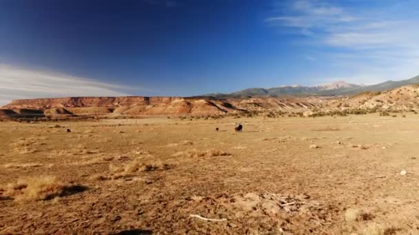 Utah Amerika Birleşik Devletleri Otlatma Inek Sürüsü Utah Kırsal Manzara — Stok video