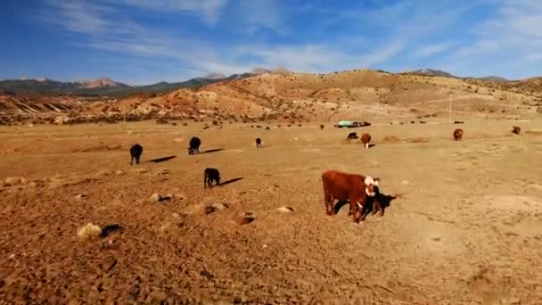 アメリカ合衆国ユタ州の放牧牛の群れ ユタ州の農村風景です ファームの空撮 上からの眺めは ドローンのショット — ストック動画