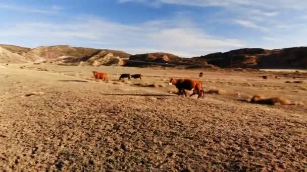 Manada Vacas Pastando Utah Estados Unidos Paisaje Rural Utah Meadow — Vídeo de stock
