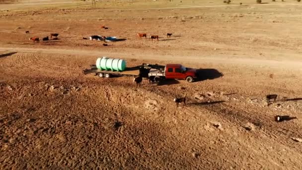 アメリカ合衆国ユタ州の放牧牛の群れ ユタ州の農村風景です 牧草地 赤いピックアップ トラック ファームの空撮 上からの眺めは ドローンのショット — ストック動画