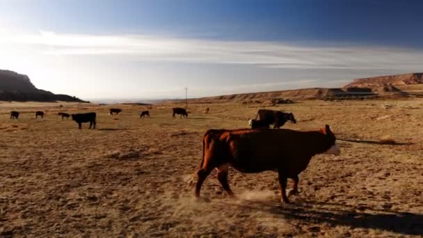 在美国犹他州放牧的牛群 犹他州乡村景观 农场鸟瞰图 从上面看 无人驾驶飞机射击 — 图库视频影像