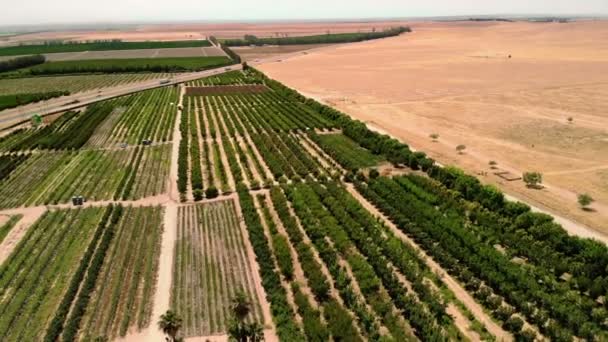 Landwirtschaft Ackerland Auf Dem Obst Und Gemüse Angebaut Werden Luftdrohnen — Stockvideo