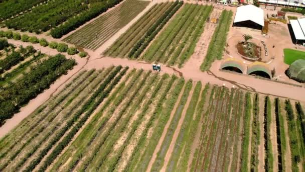 Rolnictwa Gruntów Rolnych Rolnictwa Uprawy Owoców Warzyw Aerial Drone Strzał — Wideo stockowe