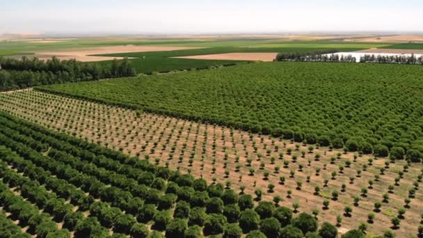 Agricultura Agricultura Tierras Cultivo Frutas Hortalizas Dron Aéreo Disparó Sobre — Vídeos de Stock