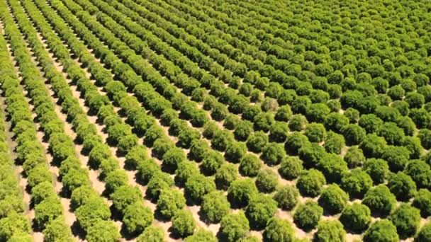 果物や野菜の作物を育てる農業耕地 カリフォルニア州の田舎でフィールド上のショット空中ドローン 上から植物の行 — ストック動画