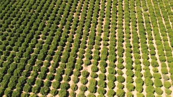 L'agriculture. Superficie agricole consacrée à la culture de fruits et légumes. Drone aérien tiré sur des champs dans la campagne californienne. Rangées de plantes d'en haut . 