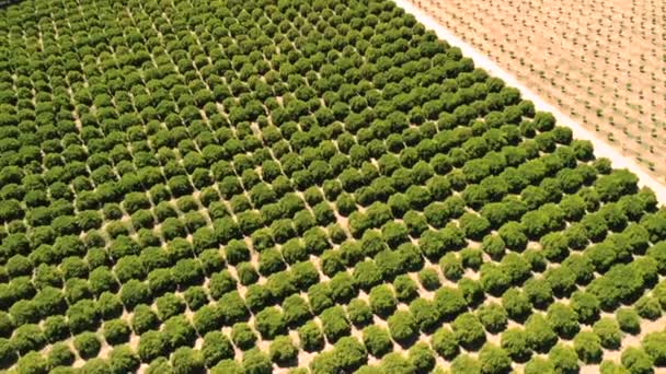 Agricultura Agricultura Tierras Cultivo Frutas Hortalizas Dron Aéreo Disparó Sobre — Vídeos de Stock