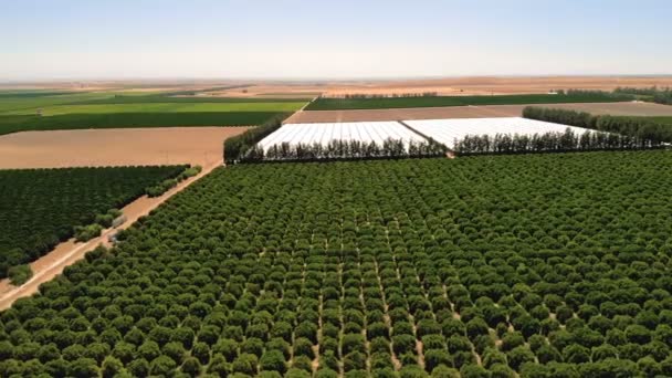 Landwirtschaft Ackerland Auf Dem Obst Und Gemüse Angebaut Werden Luftdrohnen — Stockvideo