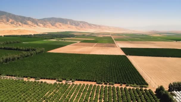 Agricultura Agricultura Tierras Cultivo Frutas Hortalizas Dron Aéreo Disparó Sobre — Vídeo de stock