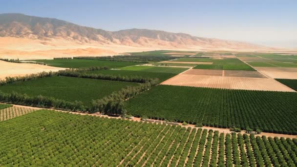 Gazdálkodás Mezőgazdasági Mezőgazdasági Földterület Növekszik Gyümölcs Zöldség Légi Drone Lövés — Stock videók