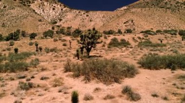 Joshua ağaç görünümünü. Maltepe kurak Güneybatı ABD için yerel özellikle California, Arizona, Utah ve Nevada. Joshua Tree National Park. 