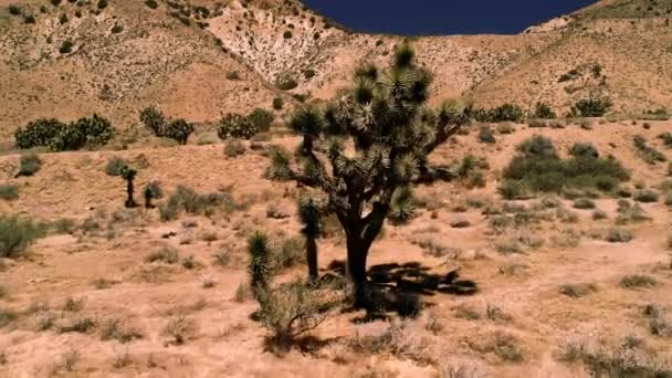 Över Joshua Tree Joshua Träd Infödda Till Torra Sydvästra Usa — Stockvideo