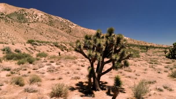 Joshua Ağaç Görünümünü Maltepe Kurak Güneybatı Abd Için Yerel Özellikle — Stok video
