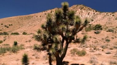 Joshua ağaç görünümünü. Maltepe kurak Güneybatı ABD için yerel özellikle California, Arizona, Utah ve Nevada. Joshua Tree National Park. 