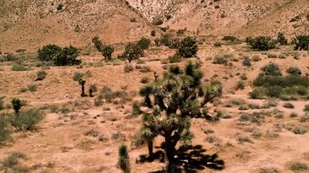 View Joshua Tree Joshua Tree Native Arid Southwestern United States — Stock Video