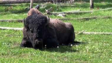 Boğa bizon bizon Yellowstone Milli Parkı
