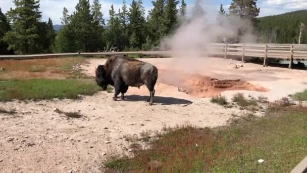 Bika Bölény Bivaly Yellowstone Nemzeti Parkban — Stock videók