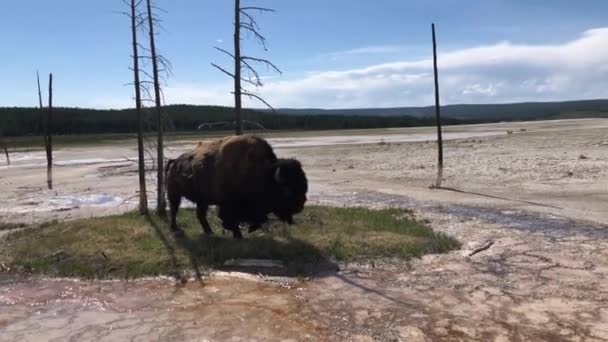 Bull Bison Buffalo Yellowstone National Park — Stock Video