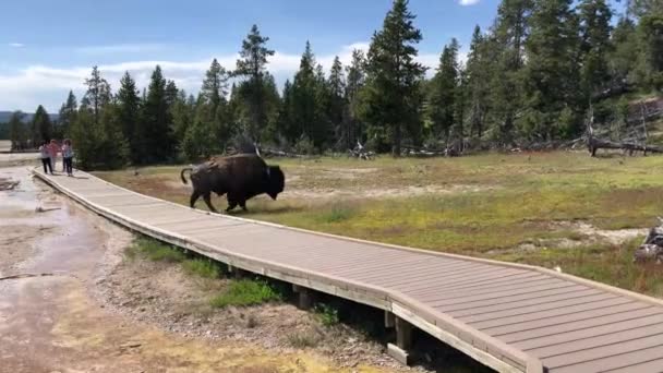 Bika Bölény Bivaly Yellowstone Nemzeti Parkban — Stock videók