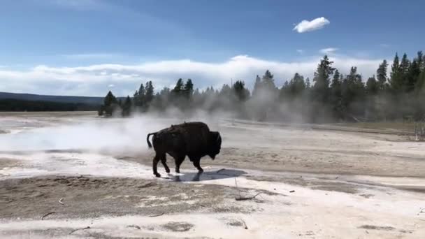 Búfalo Bisonte Parque Nacional Yellowstone — Vídeos de Stock