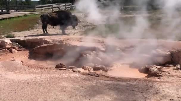 Bull Bison Buffel Yellowstone National Park — Stockvideo