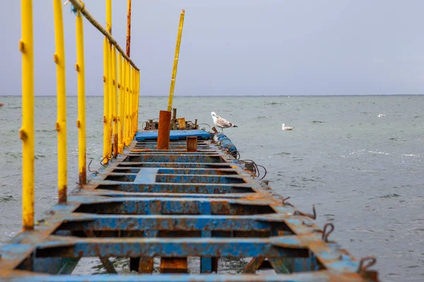 Seagull Sitting Rusty Jetty Baltic Sea Cloudy Day — Stock Photo, Image
