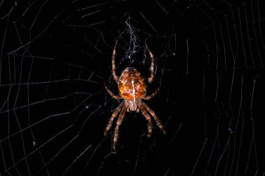 İnternette avlanan örümceğin gece fotoğrafı.