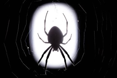 Gecedeki bahçe örümceğinin kılıç resmi