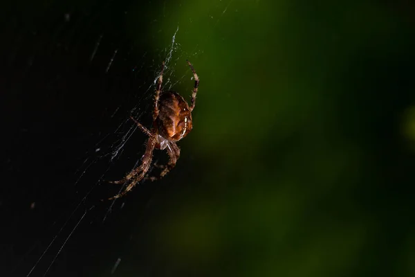 Foto Nocturna Araña Jardín Caza Red — Foto de Stock