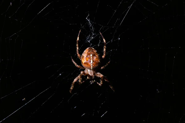 ネット上の狩猟庭のクモの夜の写真 — ストック写真