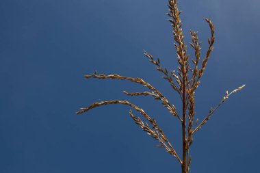 Mavi gökyüzünün üzerinde mısır çimi. Güneşli bir gün, yaz mevsimi, derin mavi bir gökyüzü. Aşağıdan görünüm