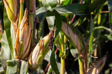 Hasattan önce mısır koçanında. Yaz zamanı, güneşli ışık. 