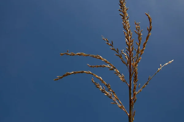 Corn Grass Blue Sky Sunny Day Summertime Deep Blue Sky — Stock Photo, Image
