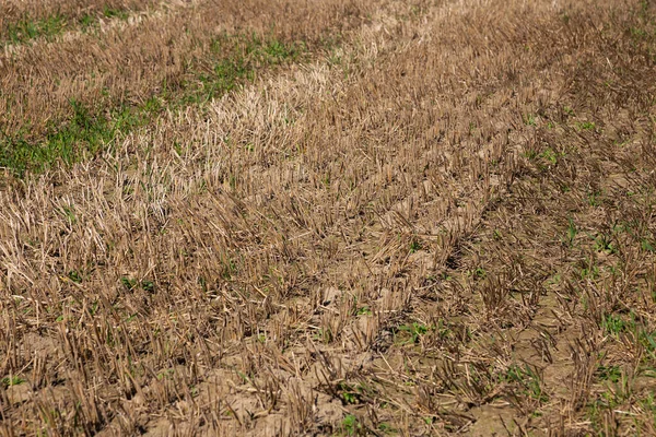 Flelds Después Cosecha Tierra Seca Sequía Luz Del Día — Foto de Stock