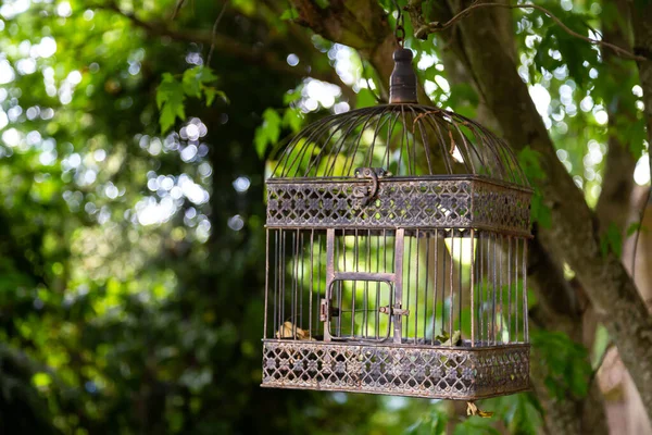 Cage Oiseaux Décorative Sur Arbre Dans Jardin — Photo