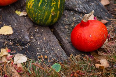 Tahta bloklarda balkabağı ve kabak. Gün ışığı, yumuşak ışık