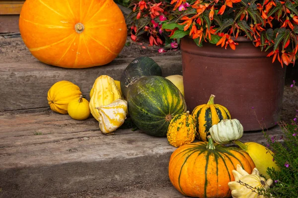 Variété Courge Potiron Courge Zuccini Courge Pattypan Lumière Jour Lumière — Photo