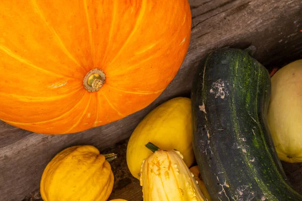 Variété Courge Potiron Courge Zuccini Courge Pattypan Lumière Jour Lumière — Photo