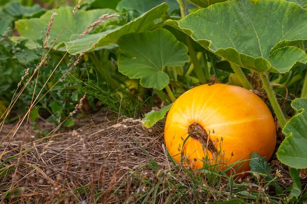 Pomarańczowa Dynia Rośnie Polu Światło Dzienne Miękkie Światło — Zdjęcie stockowe