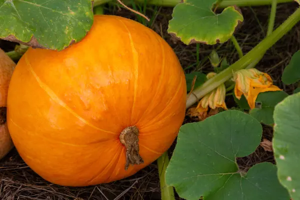 Citrouille Orange Sur Culture Sur Terrain Lumière Jour Lumière Douce — Photo