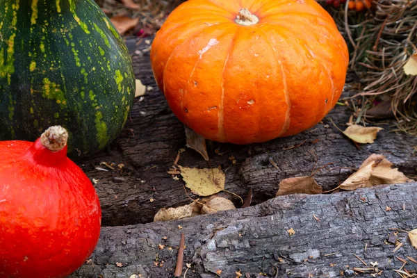 Citrouille Courgettes Sur Des Blocs Bois Lumière Jour Lumière Douce — Photo