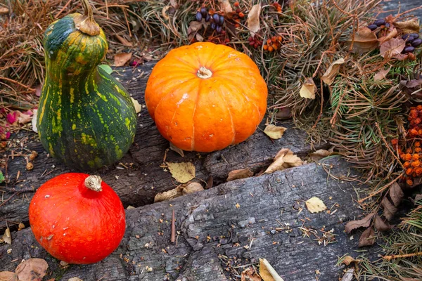 Citrouille Courgettes Sur Des Blocs Bois Lumière Jour Lumière Douce — Photo