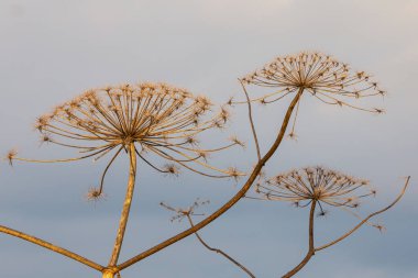Gökyüzüne karşı zehirli çam çorbası