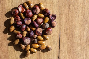 Masada kestane ve meşe palamudu karışımı. Yandan gelen doğal ışık. Keskin gölgeler