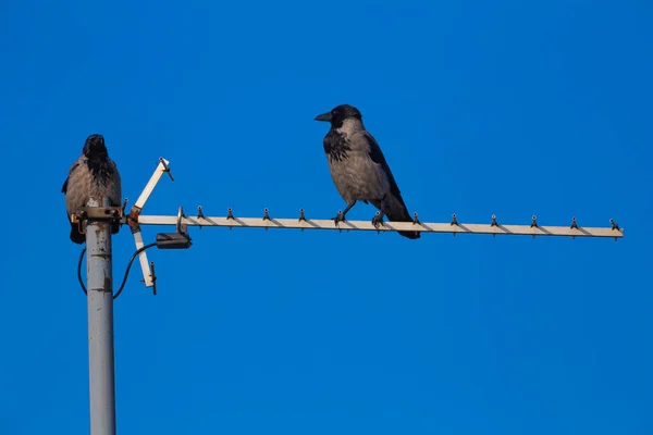 Jackdaw Antena Techo —  Fotos de Stock